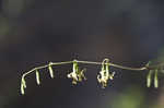 Tall rattlesnakeroot